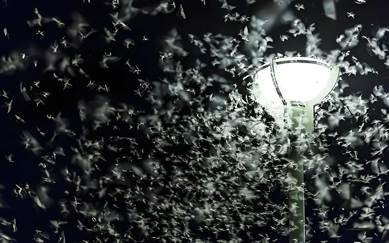 ¿Las luces LED atraen a los insectos?